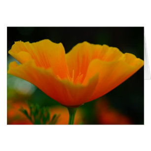 ¡Poppin Poppies!