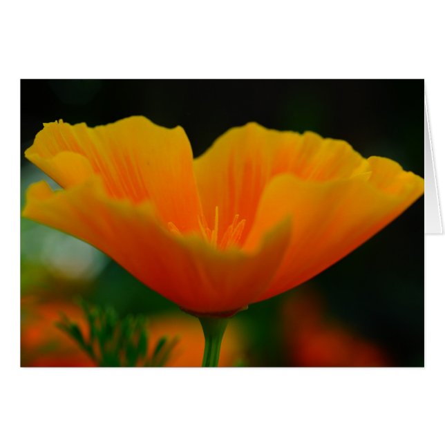 ¡Poppin Poppies! (Anverso (Horizontal))