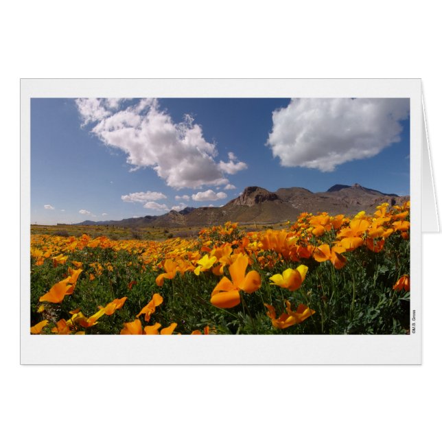 Poppy Bloom - El Paso, Texas (Anverso (Horizontal))