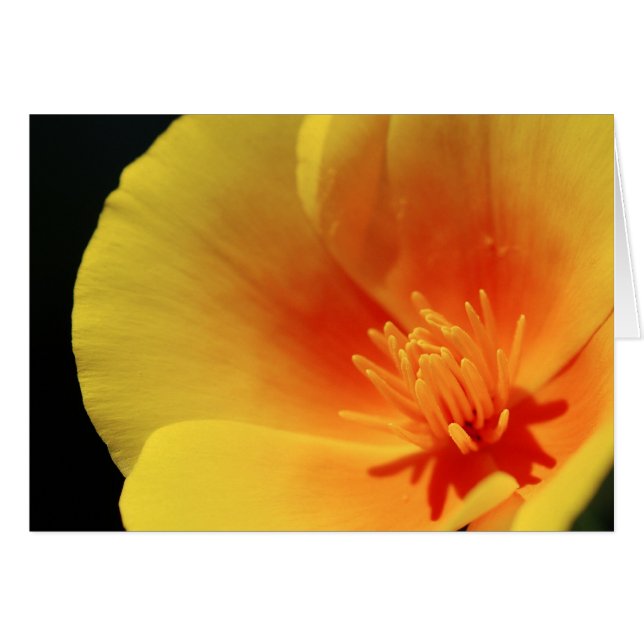 Poppy de California (Anverso (Horizontal))