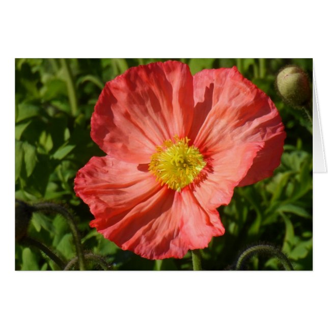 Poppy de Islandia (Anverso (Horizontal))