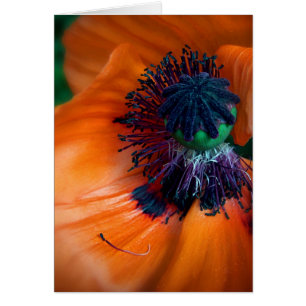 Poppy Gigante