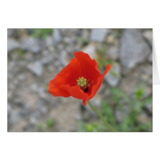 Poppy, Newgrange, Irlanda del Norte (Anverso (Horizontal))