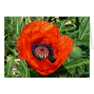 Poppy Oriental
