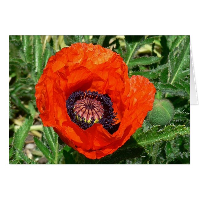 Poppy Oriental (Anverso (Horizontal))