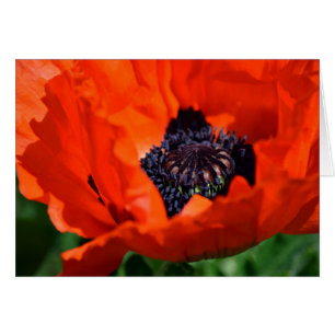 Poppy Oriental