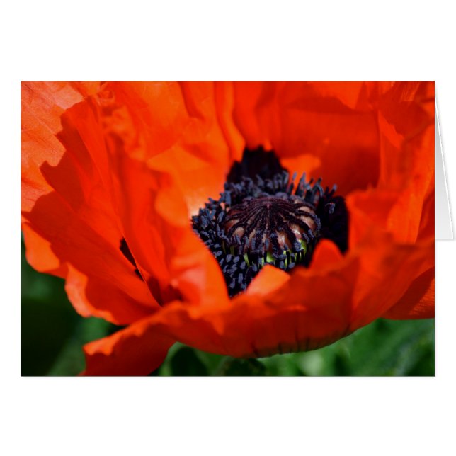 Poppy Oriental (Anverso (Horizontal))