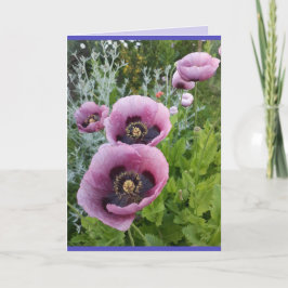 Poppy Poppies Flores Púrpura Rosa Tarjeta de Cumpl