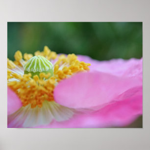 Poppy Rosado Cerrar Arte Fotográfico Imprimir