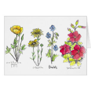 Poppy Wildflower Tinta Botánica Dibujar Acuarela