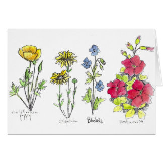 Poppy Wildflower Tinta Botánica Dibujar Acuarela