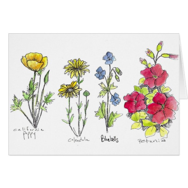Poppy Wildflower Tinta Botánica Dibujar Acuarela (Anverso (Horizontal))