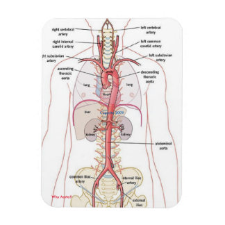 ¡¡POR QUÉ AORTA!! Imanes
