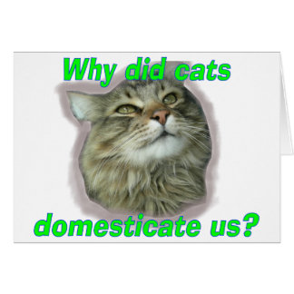 ¿Por qué los gatos nos domesticaron?