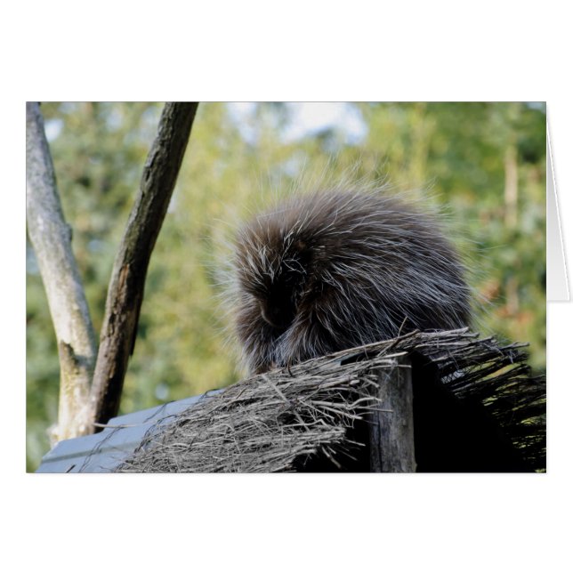 Porcupina de árbol (Anverso (Horizontal))