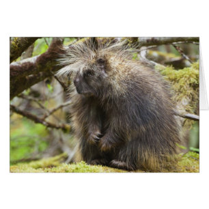 Porcupina determinada