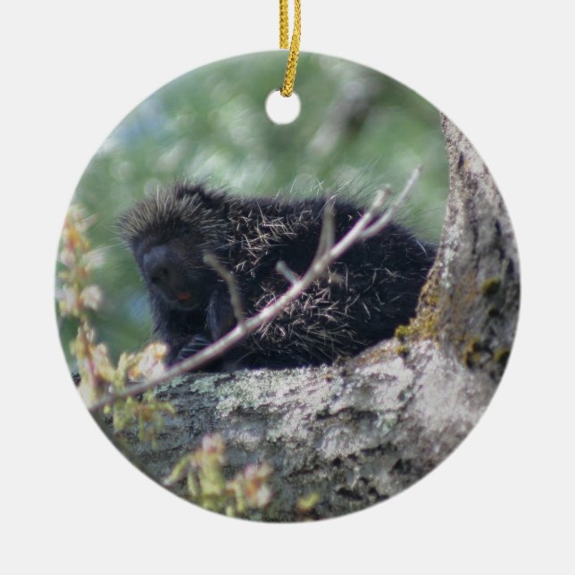 Porcupina En Ornamento Animal De Árbol (Frente)