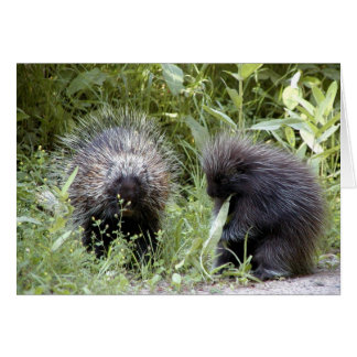porcupinas