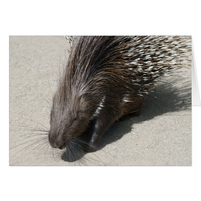 Porcupine reposado de India (Anverso (Horizontal))
