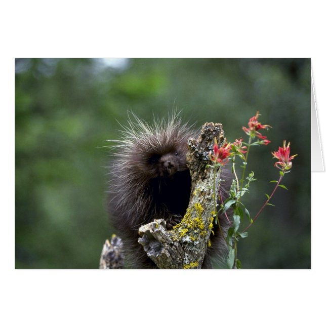 Porcupine-verano-joven (Anverso (Horizontal))