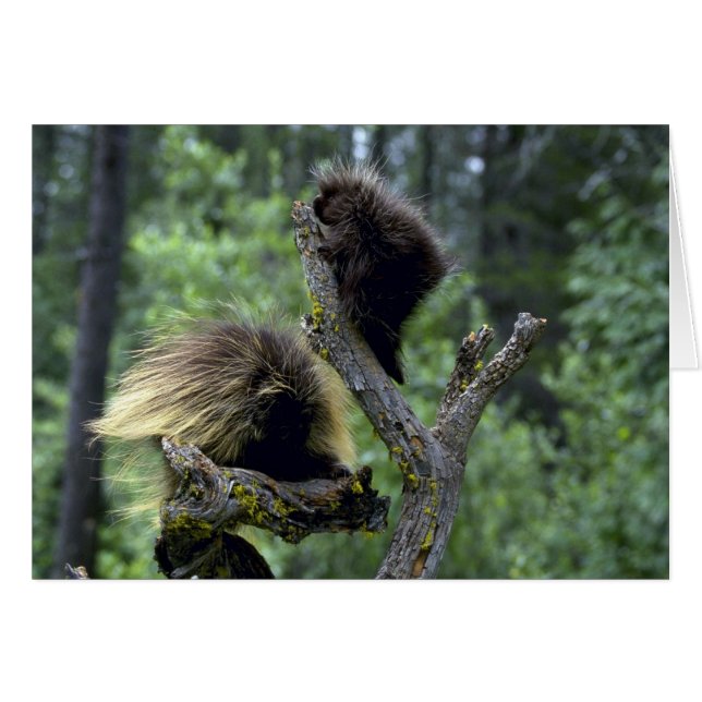 Porcupines-mamás de verano con jóvenes (Anverso (Horizontal))