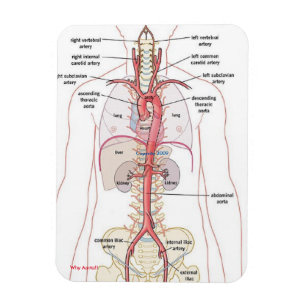 ¡PORQUÉ AORTA!! Imanes