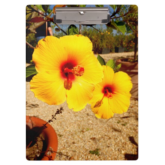 Portapapeles amarillo de Hibiscus (Anverso)