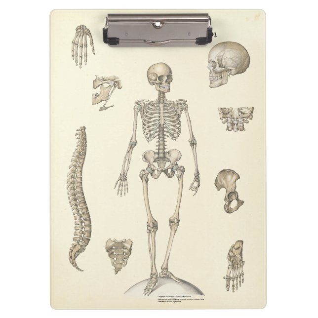 Portapapeles de anatomía de esqueleto de consulta  (Anverso)