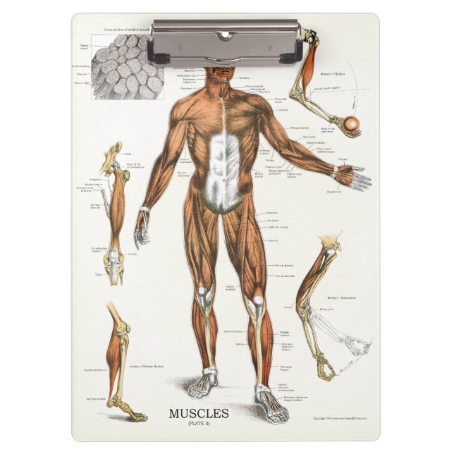 Portapapeles de anatomía muscular de consulta médi (Anverso)