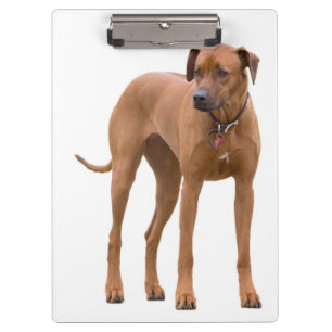 Portapapeles de fotos de Rhodesian Ridgeback / per