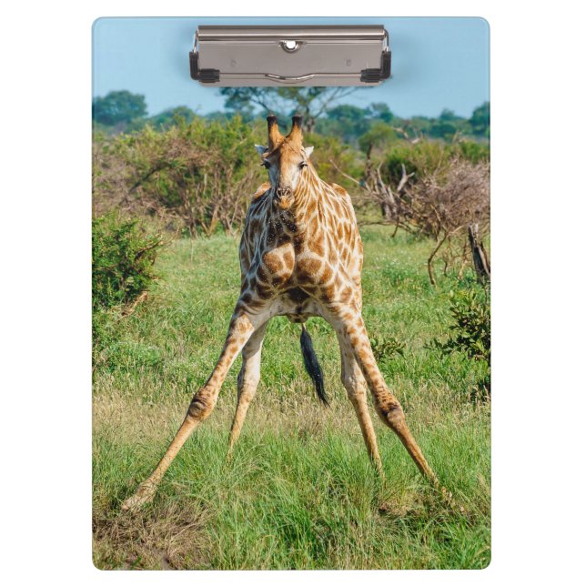 Portapapeles de Giraffe (Anverso)