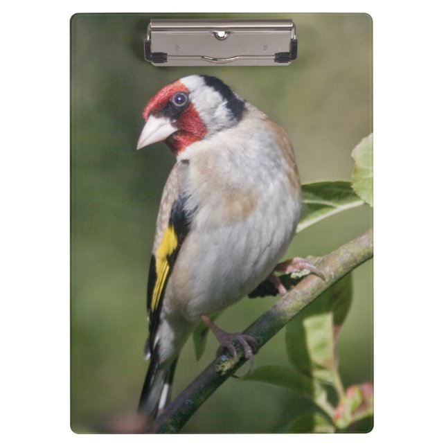 Portapapeles de Goldie (Anverso)