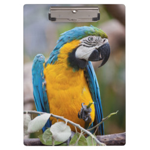 Portapapeles de Guacamayo Azul y Amarillo