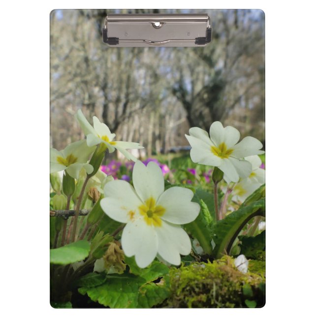 Portapapeles de la rosa primora (Anverso)