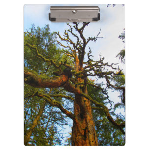 Portapapeles de Mossy Tree