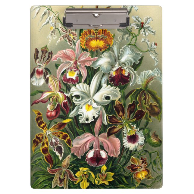 Portapapeles de Orchidaceae de Ernst Haeckel (Anverso)