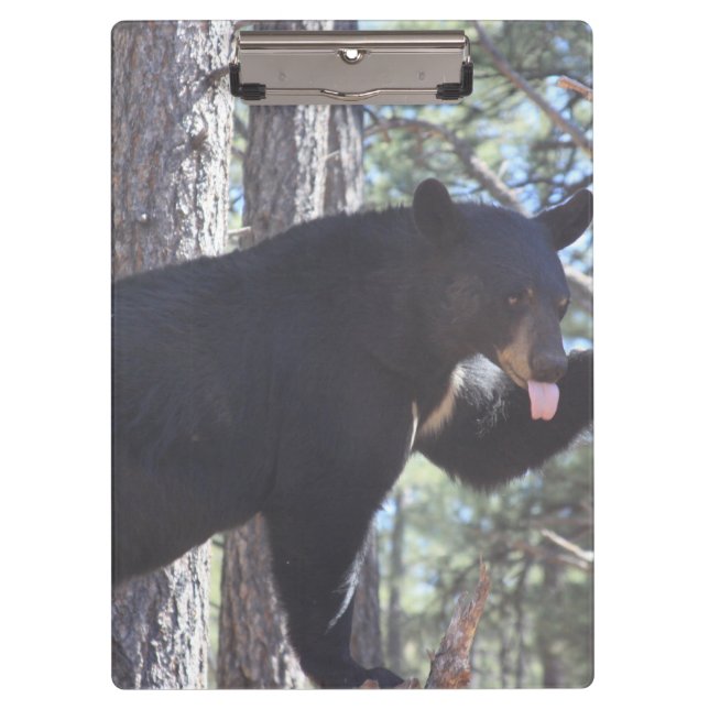 Portapapeles de oso negro (Anverso)