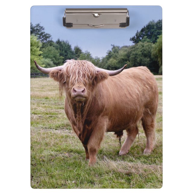 Portapapeles de vaca de las Highlands (Anverso)