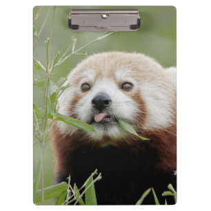 Portapapeles Foto panda roja , animales.