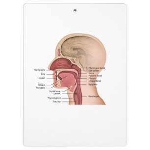 Portapapeles Oropharyngeal Anatomy