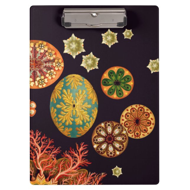 Portapapeles Sea Squirt Remix (Anverso)