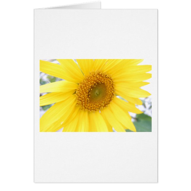 Portrait of a Sunflower (Frente)