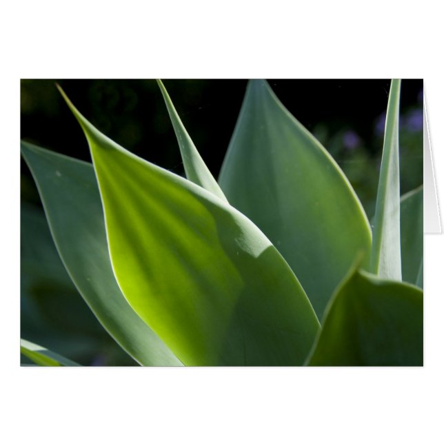 Portugal, Isla de Madeira, Funchal. Botánico (Anverso (Horizontal))