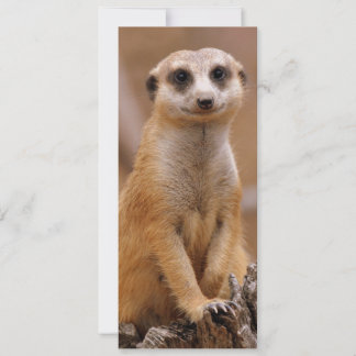 Posando Meerkat