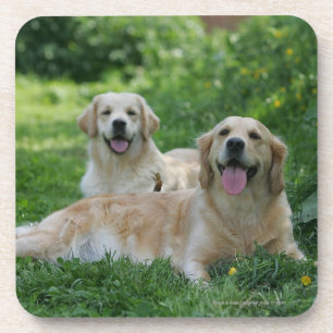 Posavasos 2 perros perdigueros de oro que ponen en hierba