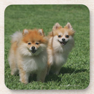 Posavasos 2 Pomeranians que mira la cámara