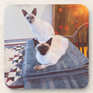 Posavasos 6 Astillas siamesas de plástico duro con respaldo