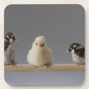 Posavasos 7 pollos del mascota del bebé en una perca