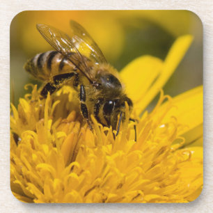 Posavasos Abeja Africana Con Sacos De Polen Alimentándose