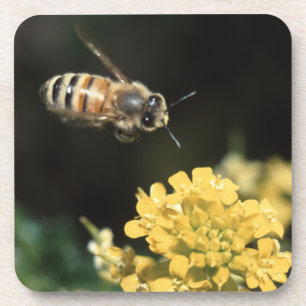 Posavasos abeja de la miel en vuelo